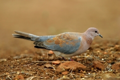 Laughing Dove - 1 Laughing Dove - 1