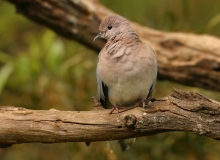 Laughing Dove - 2