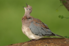 Laughing Dove - 3