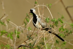Namaqua Dove Namaqua Dove
