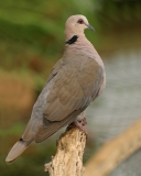 Red-eyed Dove Red-eyed Dove