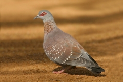Speckled Pigeon Speckled Pigeon
