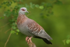 Speckled Pigeon Speckled Pigeon