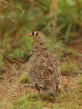 Double-banded Sandgrouse Double-banded Sandgrouse