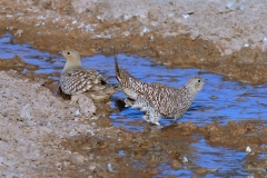 Namaqua Sandgrouse, flock - 2