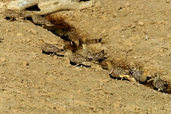 Namaqua Sandgrouse, flock - 1