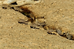 Namaqua Sandgrouse, flock - 1 Namaqua Sandgrouse, flock - 1