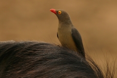 Red-billed Oxpecker with BlueWildebeest-24x16 Red-billed Oxpecker with BlueWildebeest-24x16