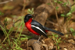 Crimson-Breasted Shrike - 1 Crimson-Breasted Shrike - 1