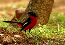 Crimson-Breasted Shrike - 3 Crimson-Breasted Shrike - 3