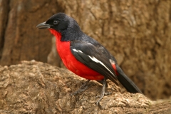 Crimson-Breasted Shrike - 4 Crimson-Breasted Shrike - 4