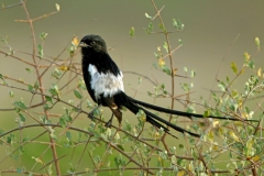 Magpie Shrike - 1 Magpie Shrike - 1
