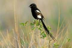 Magpie Shrike - 2 Magpie Shrike - 2