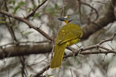 Gray-headed Bush-Shrike - 1 Gray-headed Bush-Shrike - 1