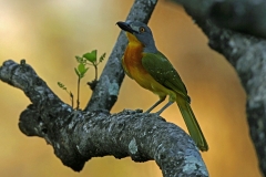 Grey-headed Shrike-bush - 2 Grey-headed Shrike-bush - 2