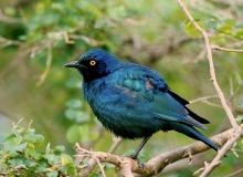 Cape Glossy Starling - 4 Cape Glossy Starling - 4