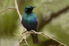 Cape Glossy Starling - 1 Cape Glossy Starling - 1