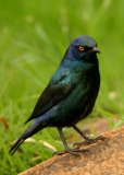 Cape Glossy Starling - 2 Cape Glossy Starling - 2