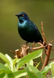 Cape Glossy Starling - 3