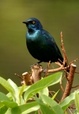 Cape Glossy Starling - 3 Cape Glossy Starling - 3