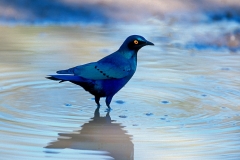 Greater Blue-eared Starling - 2 Greater Blue-eared Starling - 2