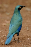Greater Blue-eared Starling - 1 Greater Blue-eared Starling - 1