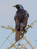 Meve's Starling Meve's Starling