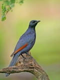 Red-winged Starling - 1 Red-winged Starling - 1