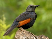 Red-winged Starling - 3