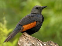 Red-winged Starling - 3 Red-winged Starling - 3