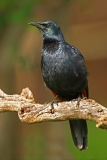 Red-winged Starling - 2