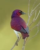 Violet-backed Starling - 1 Violet-backed Starling - 1