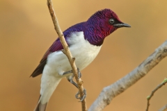 Violet-backed Starling - 2 Violet-backed Starling - 2