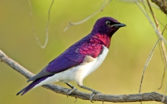 Violet-backed Starling - 3 Violet-backed Starling - 3