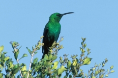 Malachite Sunbird - 1 Malachite Sunbird - 1