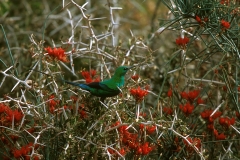 Malachite Sunbird - 2 Malachite Sunbird - 2