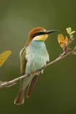 European Bee-eater European Bee-eater