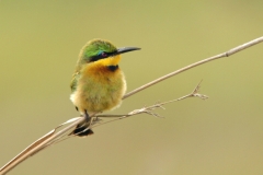 Little Bee-eater Little Bee-eater