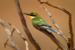 Swallow-tailed Bee-eater - 1