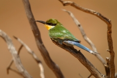 Swallow-tailed Bee-eater - 1 Swallow-tailed Bee-eater - 1