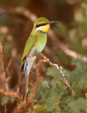 Swallow-tailed Bee-eater - 4