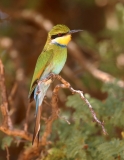 Swallow-tailed Bee-eater - 4 Swallow-tailed Bee-eater - 4