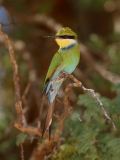 Swallow-tailed Bee-eater - 2