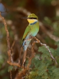 Swallow-tailed Bee-eater - 2 Swallow-tailed Bee-eater - 2