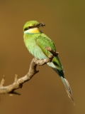 Swallow-tailed Bee-eater - 3