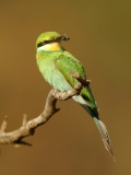 Swallow-tailed Bee-eater - 3 Swallow-tailed Bee-eater - 3