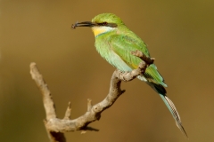 Swallow-tailed Bee-eater - 5