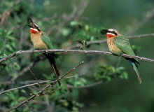 White-fronted Bee-eater White-fronted Bee-eater