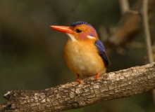 African Pygmy Kingfisher - 1