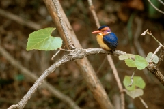 African Pygmy Kingfisher - 2